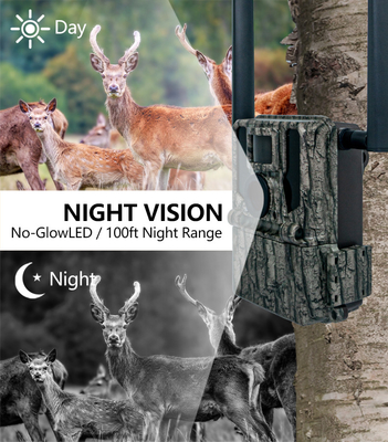GMS cao cấp cho 4G Camera săn bắn KW897 với ăng-ten kép 100ft tầm nhìn ban đêm 36MP video 2K cho nghiên cứu động vật hoang dã