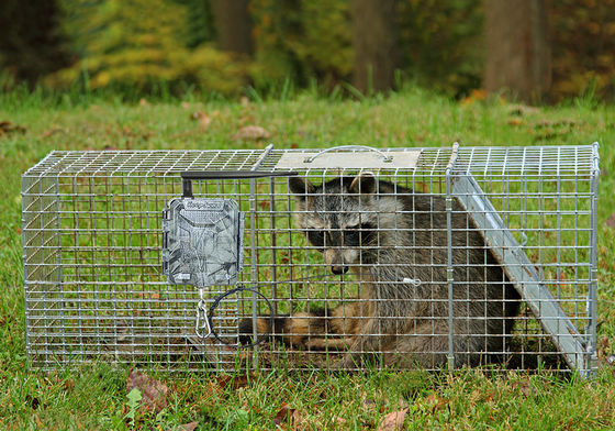 Camera săn bắn HD không dây