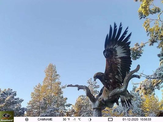 Camera theo dõi 4G chống nước IP65