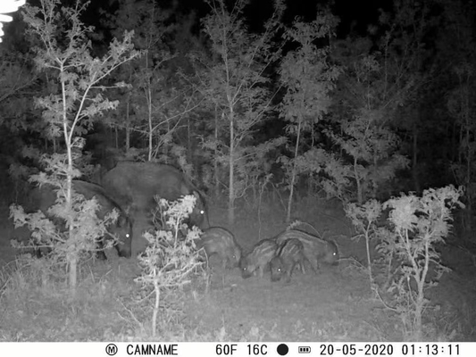 Game Camera KW571 với chống nước IP67 Không phát sáng CMOS Sensor 30MP ảnh 1080P 0.25s kích hoạt tốc độ nhìn ban đêm