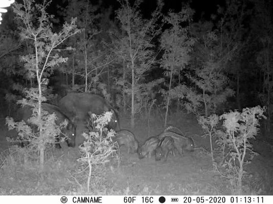 Camera săn bắn IP67 không phát sáng với hỗ trợ ống kính siêu nhỏ 450mm và Camera săn bắn HD khoảng thời gian 1s-60m