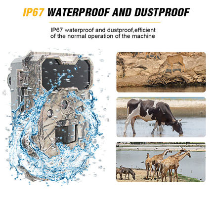 Camera động vật hoang dã hoạt động