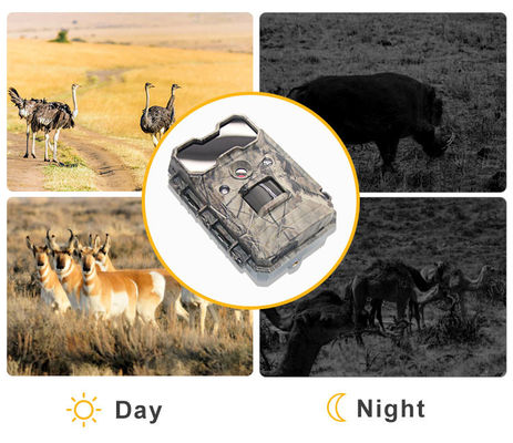 Camera động vật hoang dã hoạt động