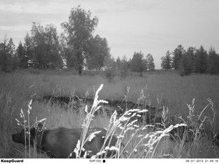 Camera trò chơi hồng ngoại kỹ thuật số hồng ngoại HD GPRS MMS Small Trail Cam cho hướng đạo