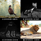 Bán chạy Máy ảnh động vật Fast Trigger Ống kính kép Hình ảnh và video Full HD CE FCC ROHS Máy ảnh đường mòn săn bắn