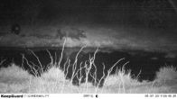 Máy ảnh săn hồng ngoại kỹ thuật số đường mòn hướng đạo / Máy ảnh thợ săn trong ngụy trang